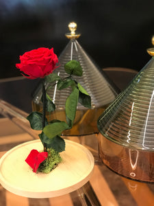 Campana di vetro h. 30cmx18cm Rosa Stabilizzata. Spedizione Gratuita