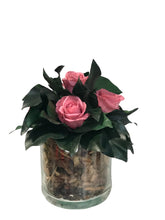 Laden Sie das Bild in den Galerie-Viewer, Rose Stabilizzate Vaso 10/10 cm con. Spedizione Gratuita