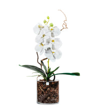 Carica l&#39;immagine nel visualizzatore di Gallery, Orchidee Artificiale Real Touch. Vaso 15/15 cm. Spedizione Gratuita