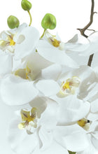 Carica l&#39;immagine nel visualizzatore di Gallery, Orchidee Artificiali Real Touch. Vaso (cm H10X30X10) Spedizione Gratuita