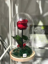 Load image into Gallery viewer, Campana vetro h 23cm x 13 cm con Rosa Stabilizzata. Spedizione Gratuita