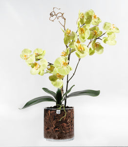 Orchidea Artificiale Real Touch