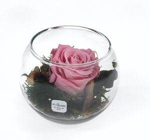 Rosa Stabilizzata. Bowl h. 12 cm. Spedizione Gratuita