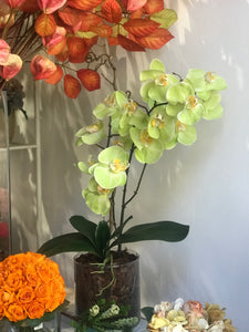 Orchidea Artificiale Real Touch
